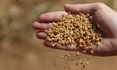 هل يهدئ القمح الأسترالي المخاوف العالمية حيال قلة الإمدادات؟