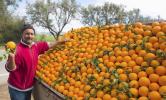 المغرب يستنجد بصغار المزارعين لمواجهة الأزمة الغذائية