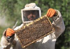 حصار مختلف يعاني منه نحل العسل في غزة