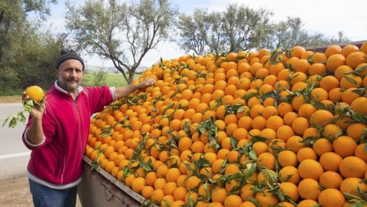 المغرب يستنجد بصغار المزارعين لمواجهة الأزمة الغذائية