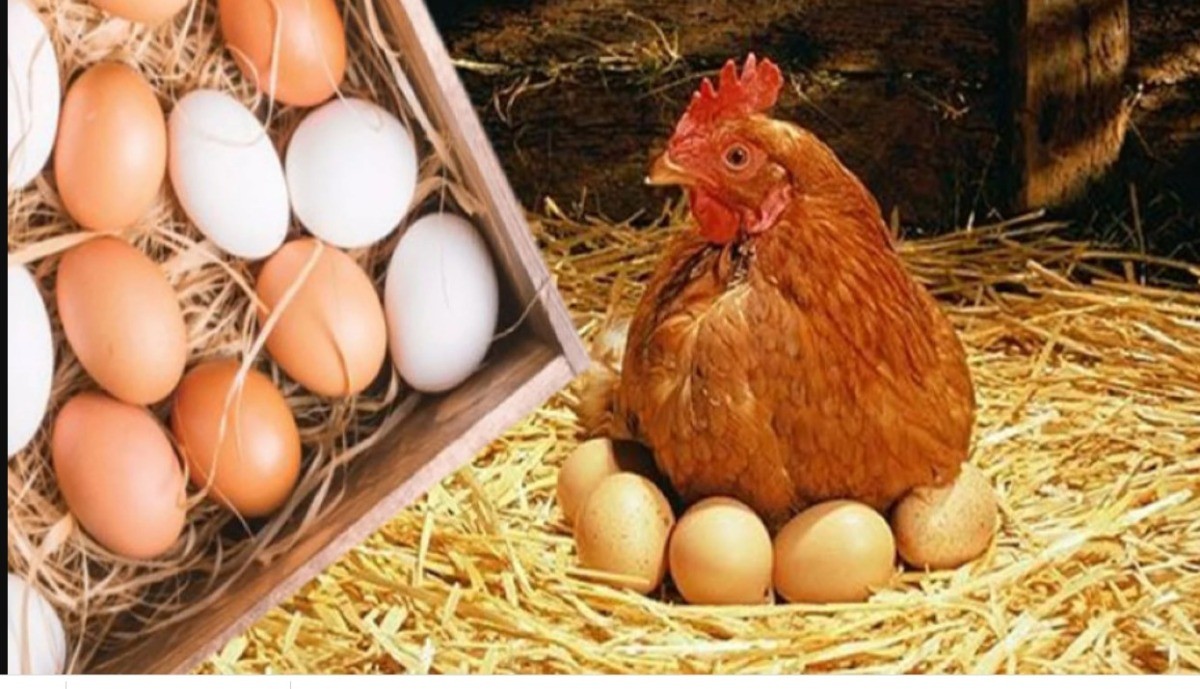 ارتفاع-أسعار-البيض-عالميا