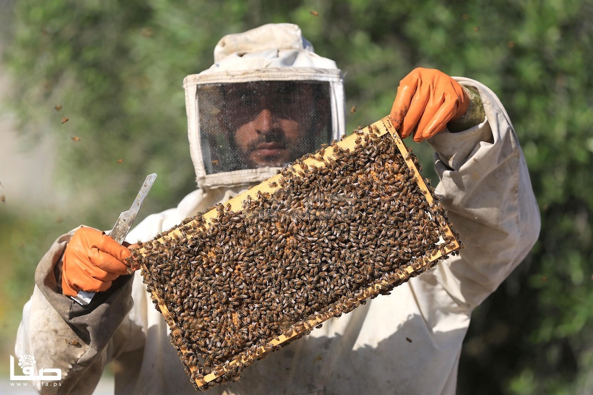 حصار مختلف يعاني منه نحل العسل في غزة