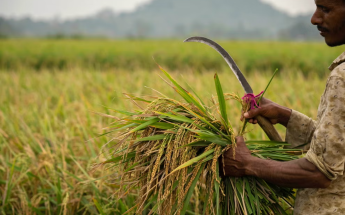 أزمة-رز-تنتظر-سكان-العالم-تعرف